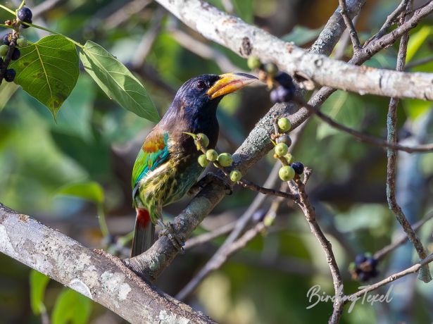 greatbarbet