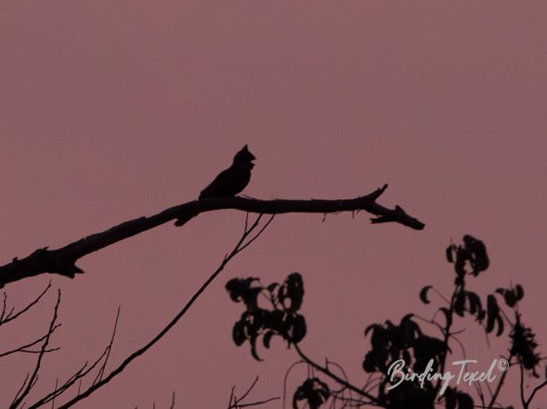 greateared nightjar