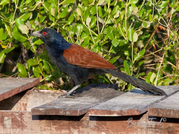 greatercoucal