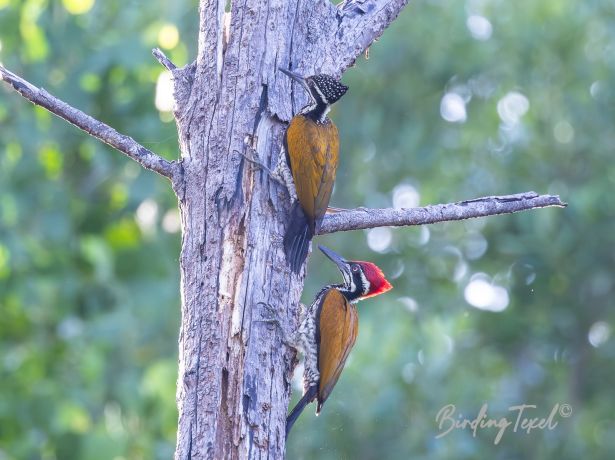 greaterflameback