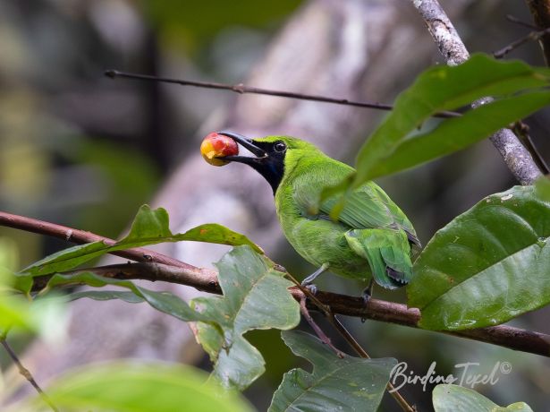 greatergreenleafbird