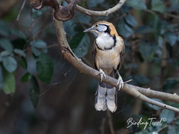 greaternecklacedlaughingthrush