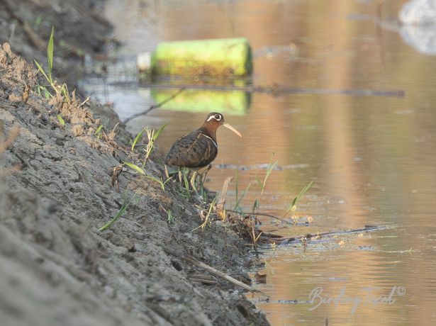 greaterpainted snipe