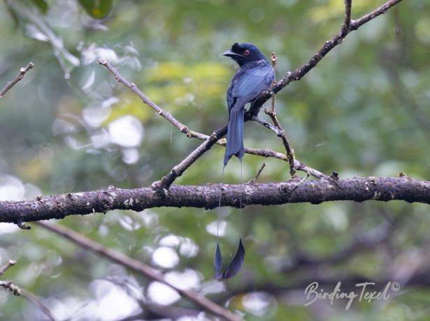 greaterracquet taileddrongo