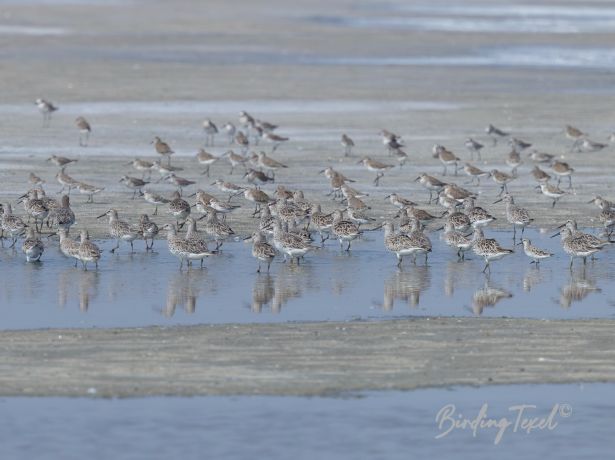 greatknot