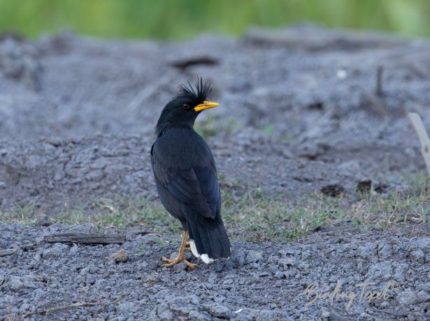 greatmyna