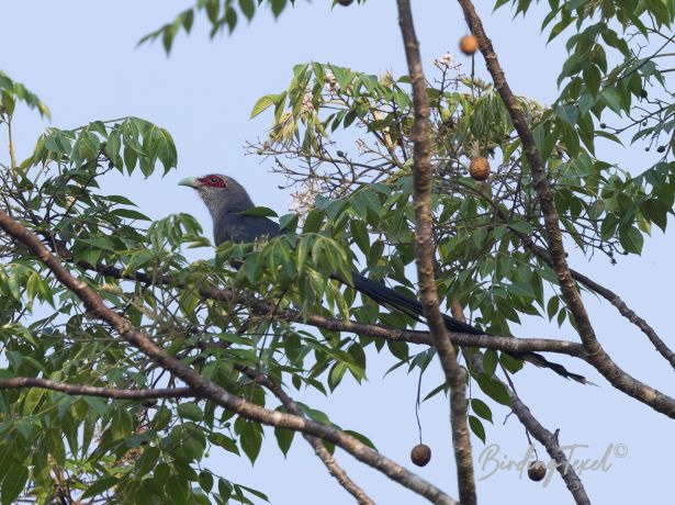 green billedmalkoha