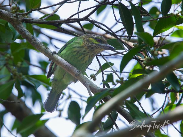 green earedbarbet