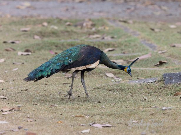 greenpeafowl