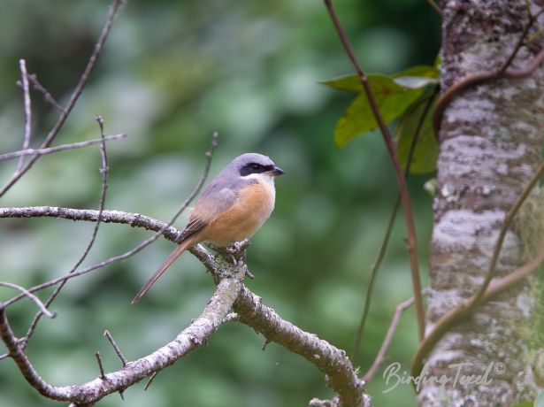 grey backedshrike