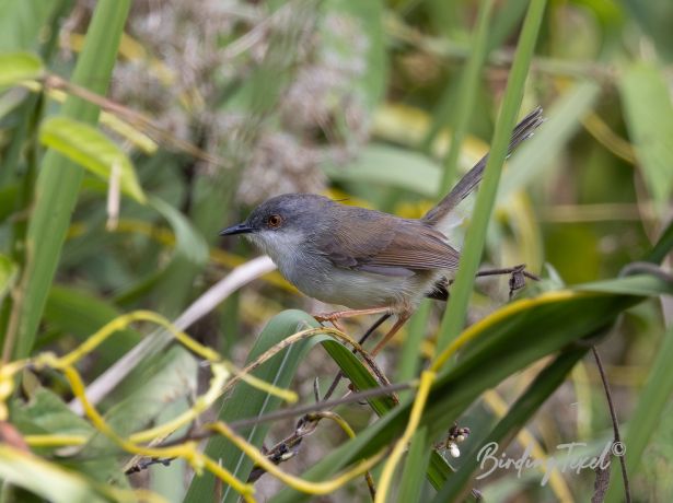 grey breastedprinia