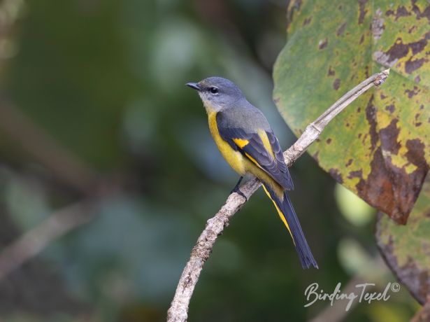 grey chinnedminivet