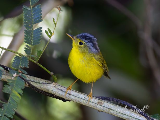 grey crownedwarbler