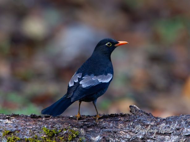 grey wingedblackbird