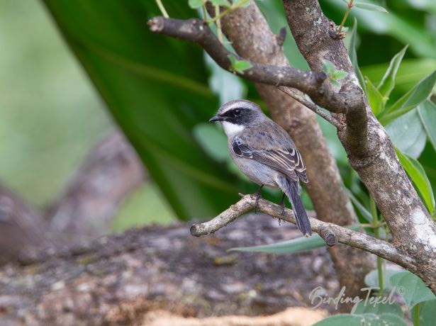 greybushchat