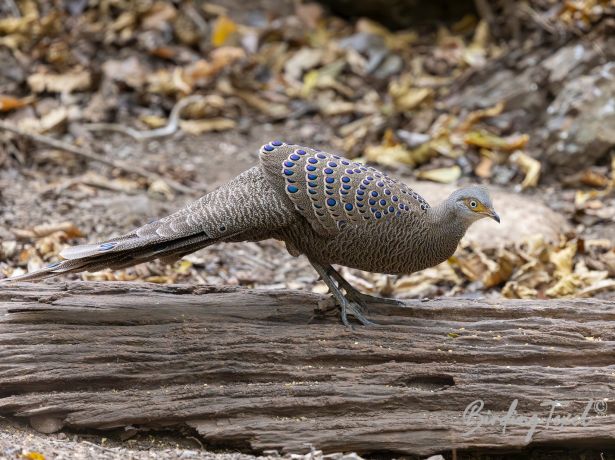 greypeacock pheasant