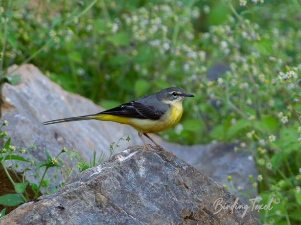 greywagtail