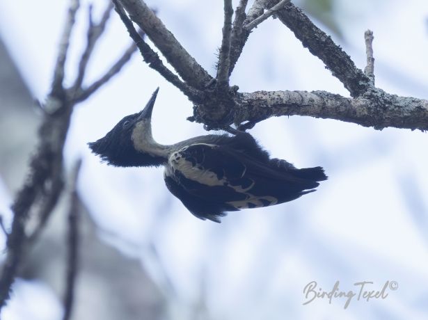 heart spottedwoodpecker