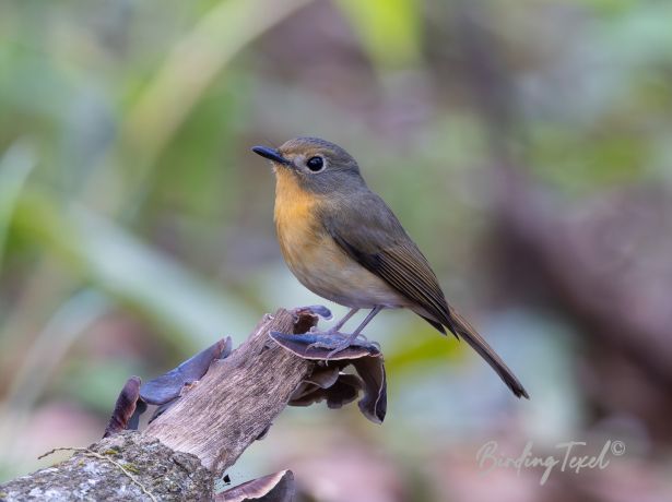 hillblueflycatcher 12012014