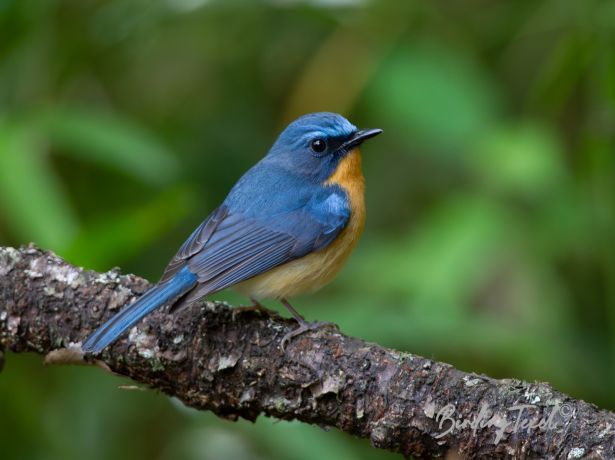 hillblueflycatcher