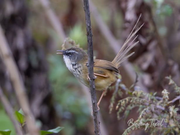 hillprinia