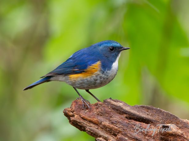 himalayanbush robin