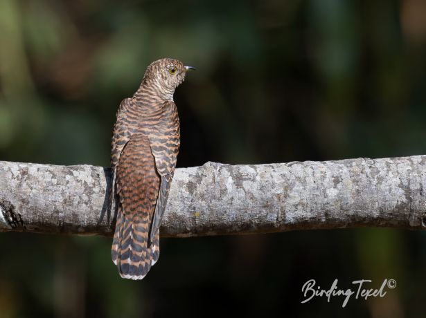 himalayancuckoo