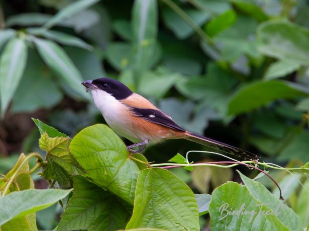 himalayanlong tailedshrike