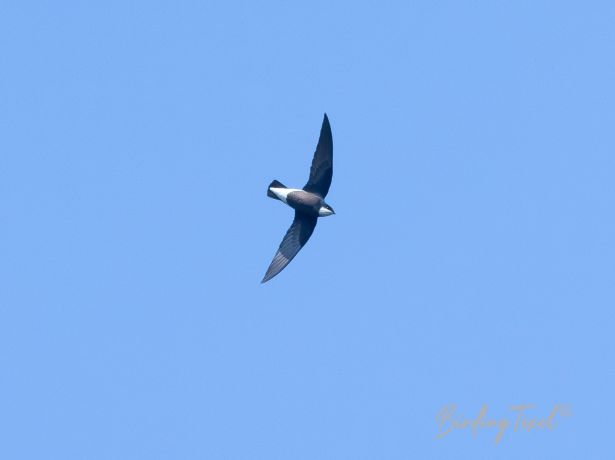 himalayanneedletail