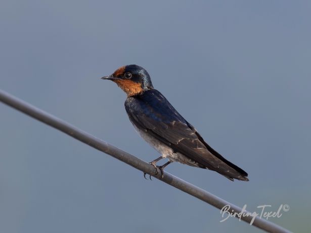 houseswallow