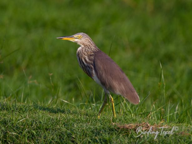 indianpond heron