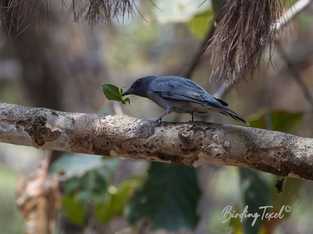 indochinesecuckooshrike