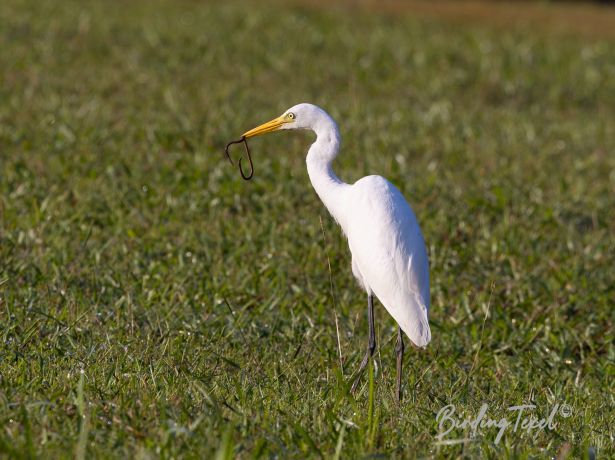 intermediateegret