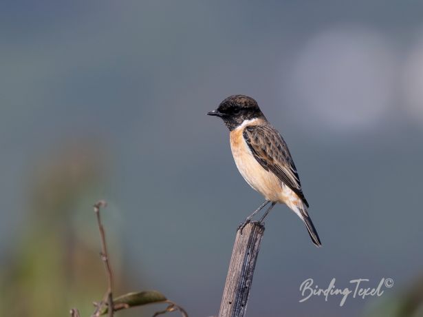 japanesestonechat