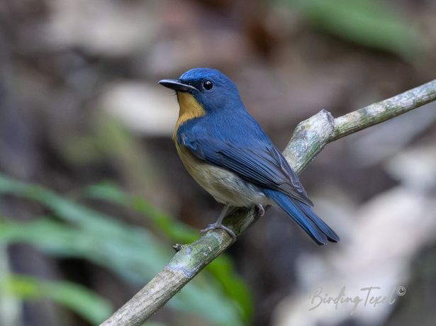 largeblue flycatcher