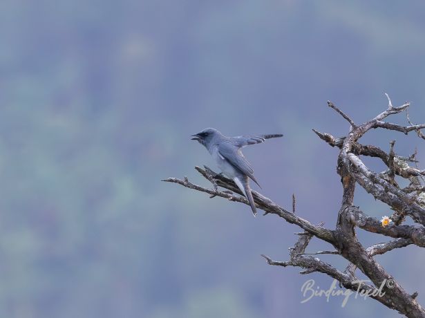 largecuckoo shrike