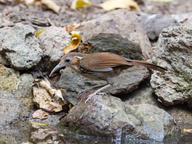 largescimitar babbler