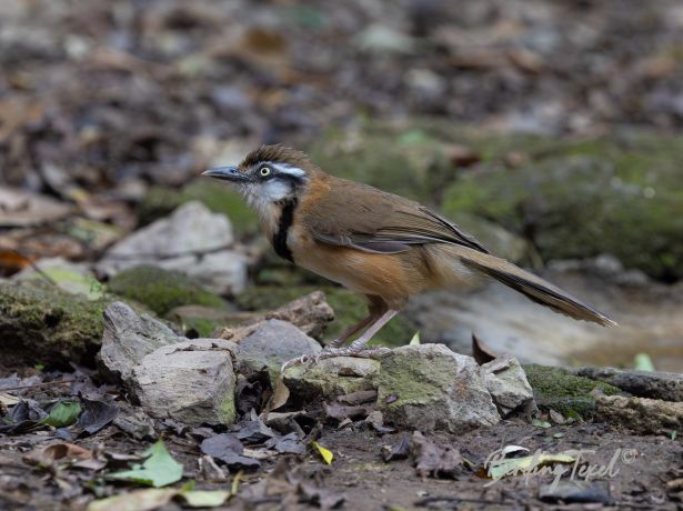 lessernecklacedlaughingthrush