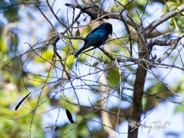 lesserracket taileddrongo