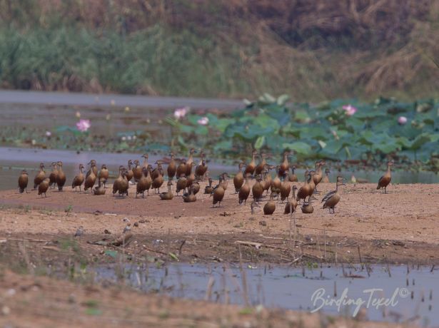 lesserwhistling duck