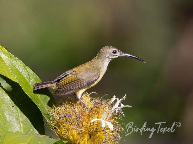 little spiderhunter