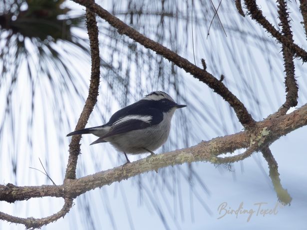 littlepiedflycatcher