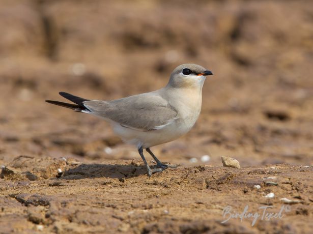 littlepratincole