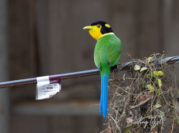 long tailedbroadbill