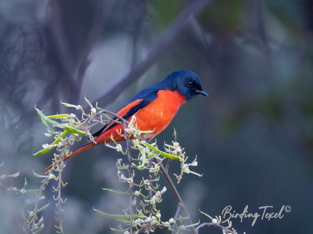 long tailedminivet