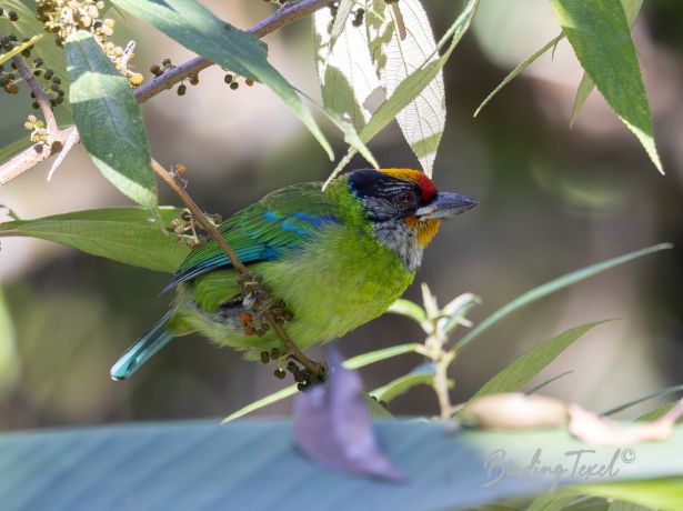 malaygolden frontedbarbet