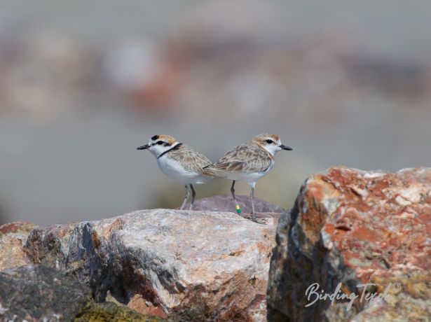 malayplover 08012011