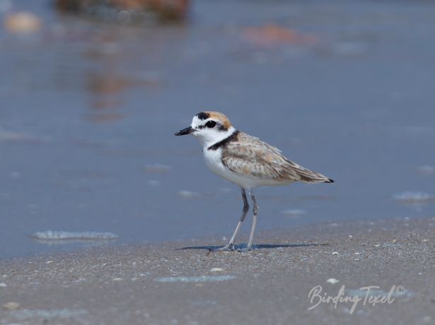 malayplover