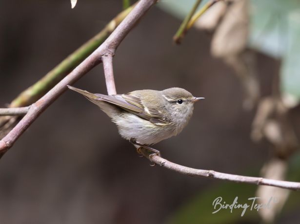 mandelli sleaf warbler