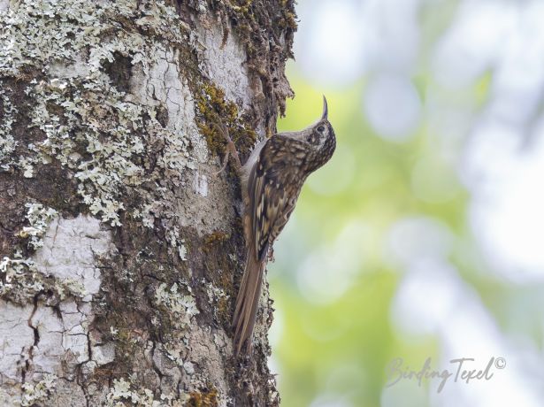 manipurtreecreeper